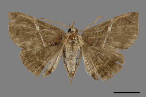 Sypnoides simplex[單析夜蛾][00092860]