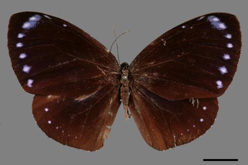 Euploea tulliolus koxinga[小紫斑蝶][00013397]