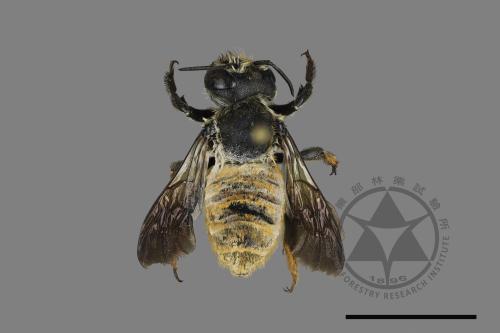 Megachile takaoensis[00117612]