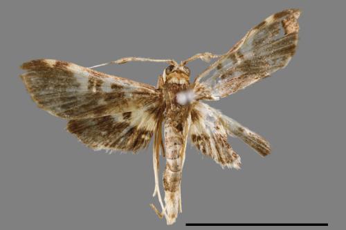 <已分類>Family：Crambidae[草螟科][00066809]