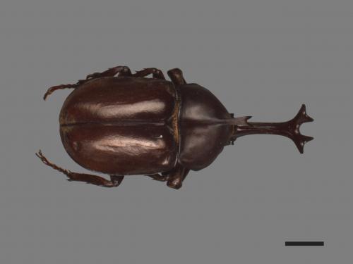 Allomyrina dichotomus[獨角仙][00046406]