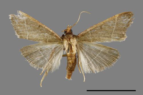 <已分類>Family：Pyralidae[螟蛾科][00057603]