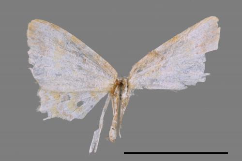 Acolutha pictaria imbecilla[前褐帶黃波尺蛾][00052232]