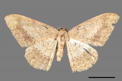 Luxiaria mitorrhaphes[雙斑鈎尺蛾][00055814]