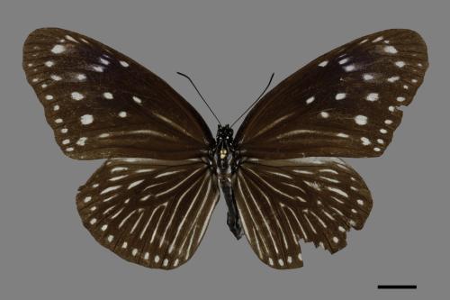 Euploea mulciber barsine[端紫斑蝶][00094006]