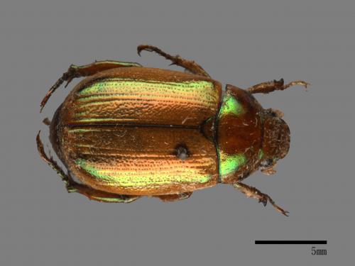 Mimela testaceoviridis[黃艷金龜][00081357]