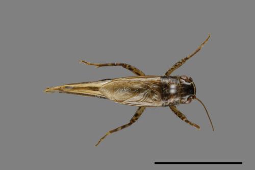 <已分類>Family：Gryllidae[蟋蟀科][00026199]