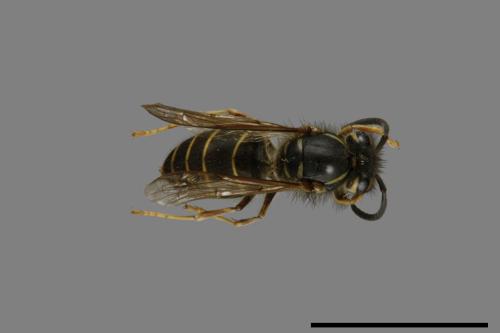 Vespula flaviceps[細黃胡蜂][00073345]