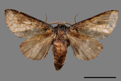 Neodrymonia seriatopunctata[黃肩舟蛾][00047029]