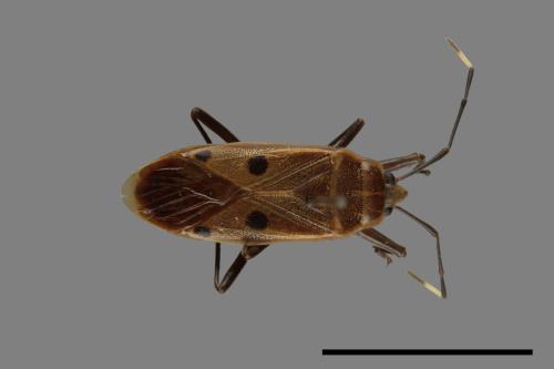 Physopelta quadriguttata[00040240]