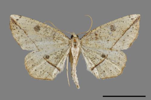 Entomopteryx rubridisca[雙目安尺蛾][00094895]