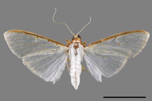 <已分類>Family：Crambidae[草螟科][00052587]
