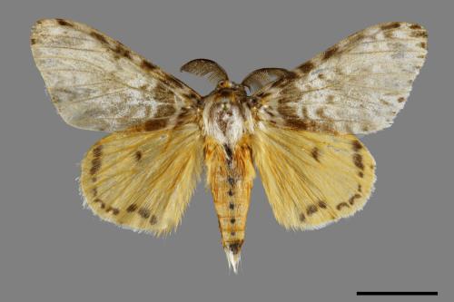 Lymantria mathura subpallida[波斑毒蛾][00100763]