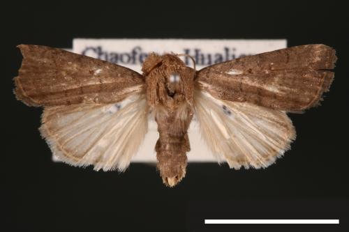 Athetis cognata[00003243]