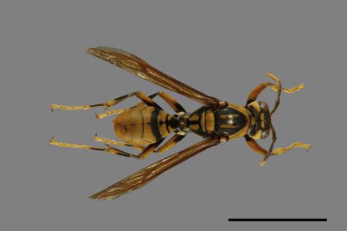 Polistes rothneyi[黃長腳蜂][00101438]