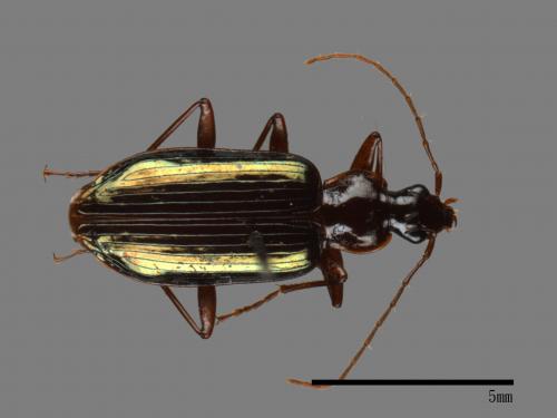 <已分類>Family：Carabidae[步行蟲科][00043808]