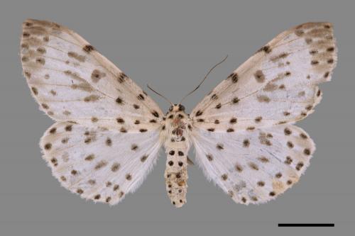 Antipercnia cordiforma[大胡麻斑星尺蛾][00038301]