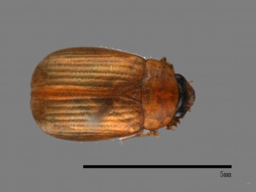 <已分類>Family：Scarabaeidae[金龜子科][00046969]