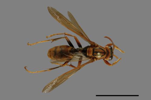 Polistes rothneyi[黃長腳蜂][00074353]