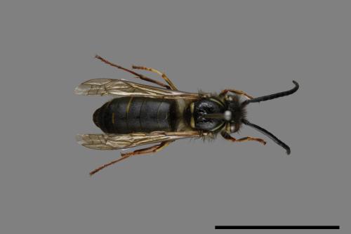 Vespula flaviceps[細黃胡蜂][00072920]