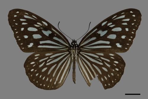 Ideopsis similis[琉球青斑蝶][00101153]