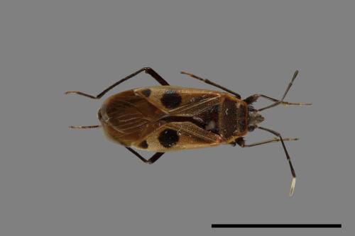 Physopelta parviceps[東亞斑紅椿][00049737]