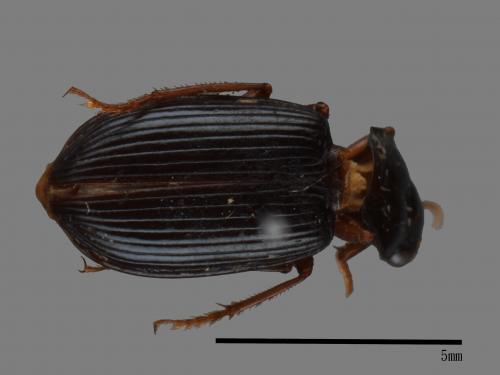 <已分類>Family：Carabidae[步行蟲科][00092694]