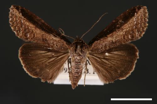 Lophoptera squammigera[暗裙脊蕊夜蛾][00003889]