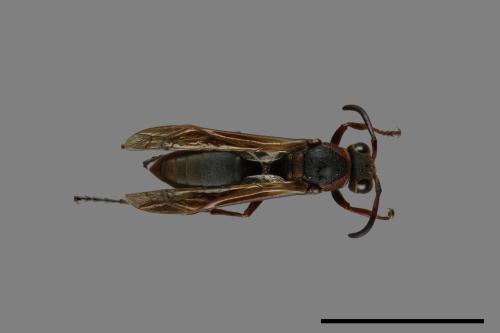 Polistes eboshinus[姬長腳蜂][00072636]