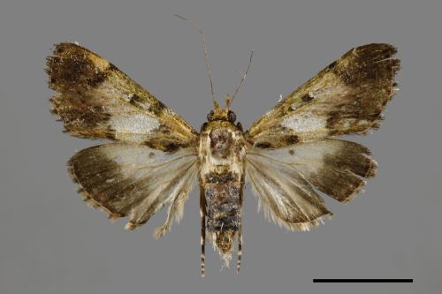 Teliphasa albifusa[00064511]