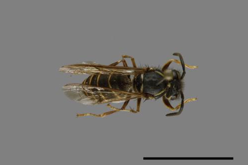 Vespula flaviceps[細黃胡蜂][00073384]