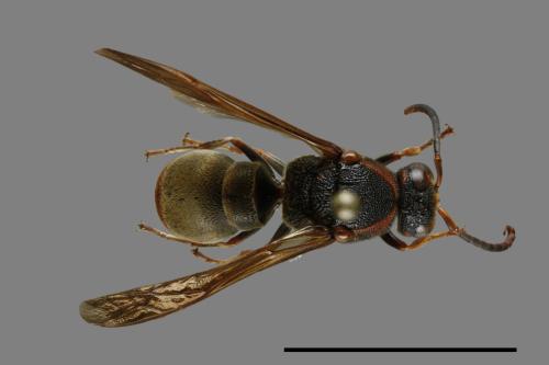 Orancistrocerus drewseni nigricapitus[赭褐毛唇蜾蠃][00100961]