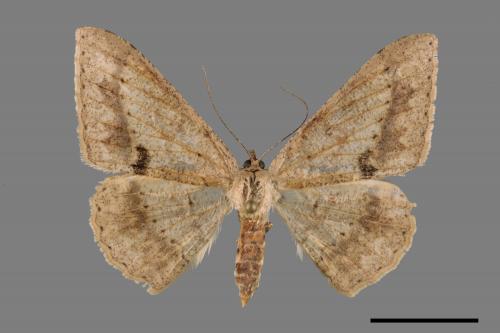 Luxiaria mitorrhaphes[雙斑鈎尺蛾][00028657]