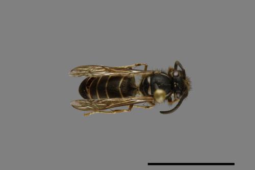 Vespula flaviceps[細黃胡蜂][00073270]