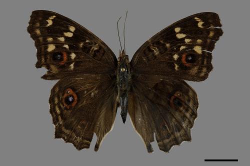 Junonia lemonias aenaria[眼紋擬蛺蝶][00101145]