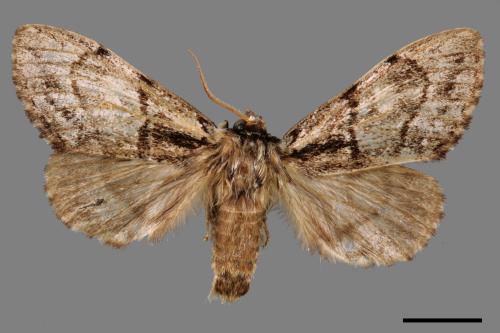 Phalerodonta inclusa formosana[幽蠶舟蛾][00057080]