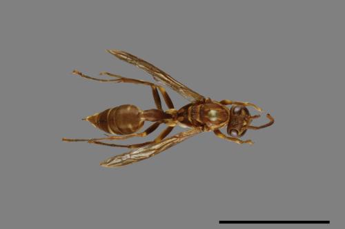 Parapolybia nodosa[叉胸異腹胡蜂][00078669]