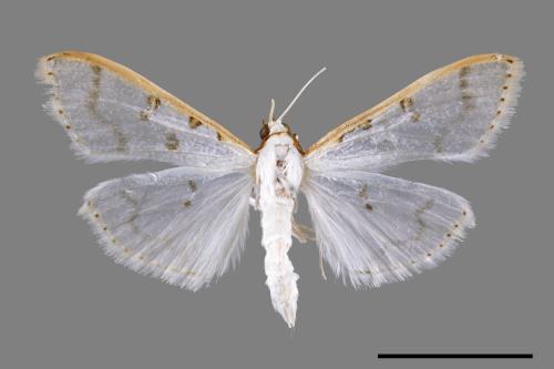 <已分類>Family：Crambidae[草螟科][00052955]