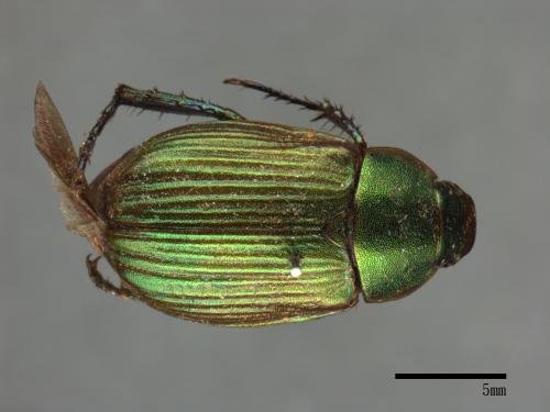 Anomala aulacoides[藍帶條金龜][00084272]