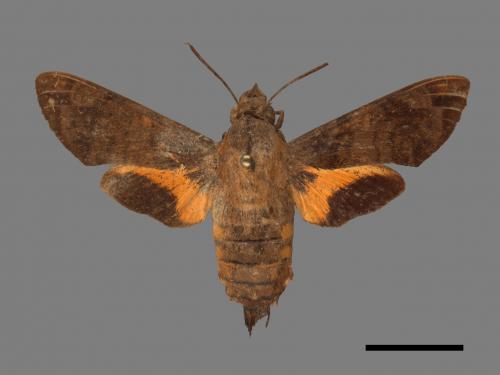 Macroglossum pyrrhosticta[黃斑長喙天蛾][00016531]