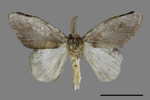 Liparopsis postalbida[中灰舟蛾][00034237]