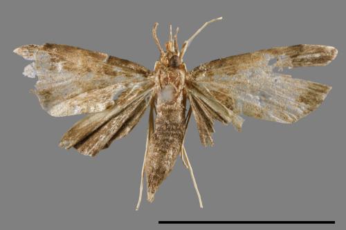 <已分類>Family：Crambidae[草螟科][00067146]