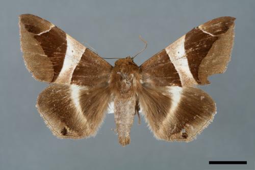 Dysgonia praetermissa[腎巾夜蛾][00005749]