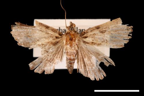 Callopistria phaeogona[暗角散紋夜蛾][00002567]