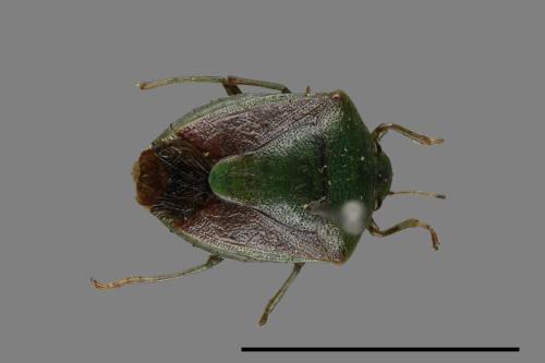 <已分類>Genus：Plautia[00026722]