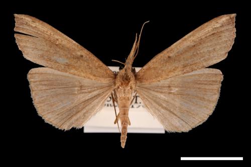 Hypena longipennis[00009667]