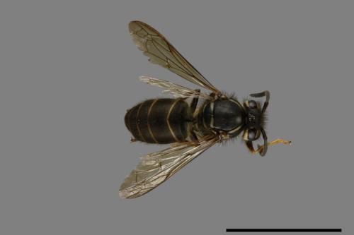 Vespula flaviceps[細黃胡蜂][00073357]