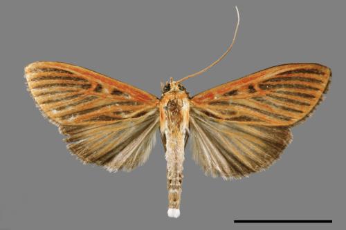 Tyspanodes striatus[00065484]