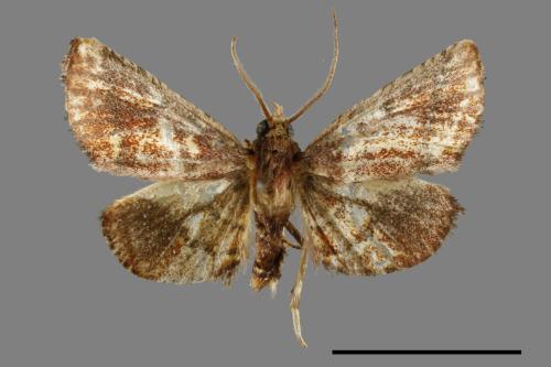 <已分類>Genus：Tamraca[00064477]