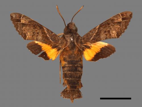 Macroglossum fritzei[佛瑞茲長喙天蛾][00016603]